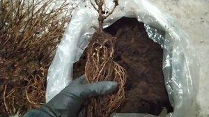 Гортензия метельчатая Ред Лайт “Red Light”– новинка 2021года