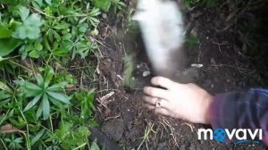 АДАМОВ КОРЕНЬ/ВЕДЕНО/2/т.89639878248 ЛомАли