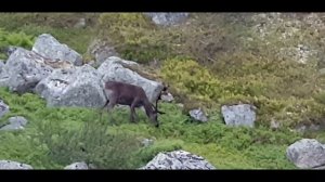 прогулка по тундре 2020год часть2