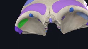 Лобная кость анатомия / Мозговой череп / Остеология