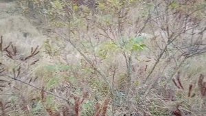 осень, время садить медоносы....