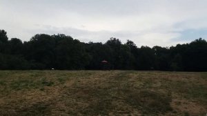 Полевая мышь / МЫШАТА ОСТАЛИСь БЕЗ МАМЫ