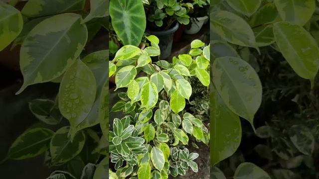 Variegated Ficus Benjamina Plants #ficusplant #variegatedplants #benjaminaplant #nature