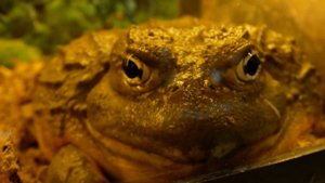 Выставка экзотических животных "Террамания" 2022. Змеи, пауки, ящерицы, беспозвоночные.