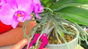 ВОЗДУШНЫЕ КОРНИ Орхидеи? ПОЧЕМУ они растут? Зачем они нужны? И что с ними делать?