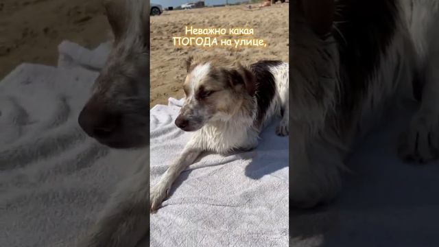 Природа, погода, состояние Намытость
#помощьбездомнымживотным #семья #собакадругчеловека