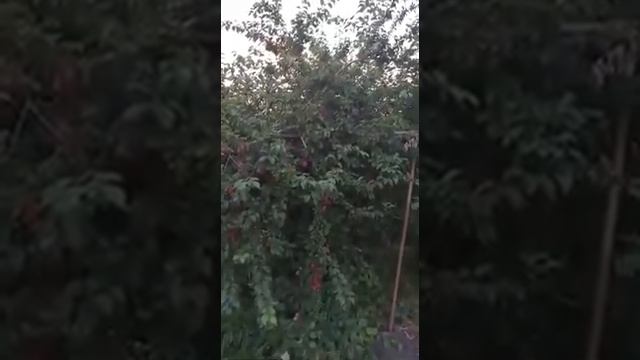 Слива (алыча) Кубанская комета смотреть онлайн