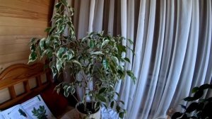 Фикус Бенджамина - пестролистный и одноцветный. Уход, обрезка. Что делать, если опадают листья