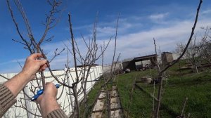 Обрезка айвы полукруглая крона