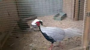 мои вольеры для фазанов