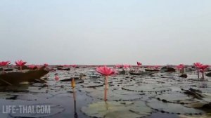 Красное озеро лотосов в Таиланде - Red Lotus Lake