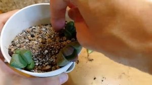 Литопсы из семян | Пересадка литопсов