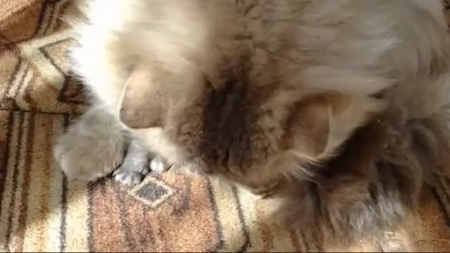 Правдивая история котенка Кузи! смотреть онлайн