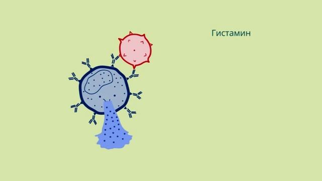 Механизм развития и проявления аллергии анафилактического типа