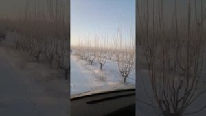 Зима в саду черешни. Разница температур.