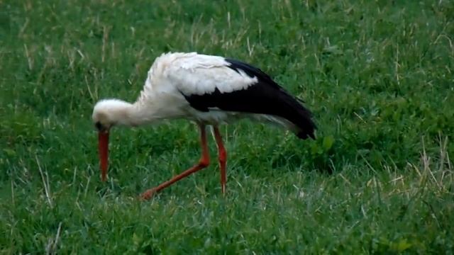 Аист ищет лягушек смотреть онлайн