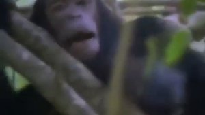 Chimpanzee vs Baboon - Female Chimp Fight Male Baboon At The End