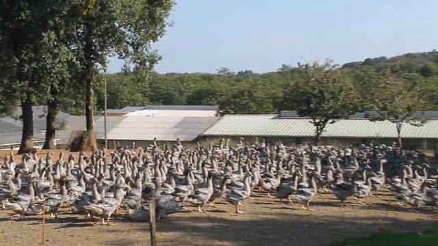 Гуси. Франция. Перигё смотреть онлайн