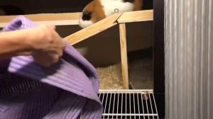 Мой день с морскими свинками во время учёбы|морские свинки|сирийский хомяк|СВИНКИ с МОРЯ