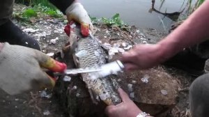 Трудовая рыбалка на Волге. п. Вышка.12 жилка.