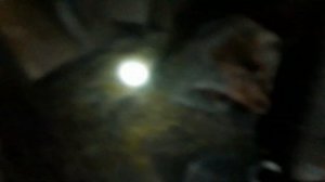 Установка капканов на крыс