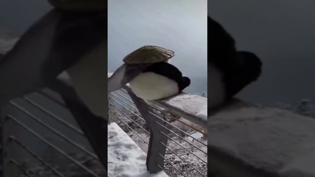 Dragon Warrior || Войн Dракона смотреть онлайн