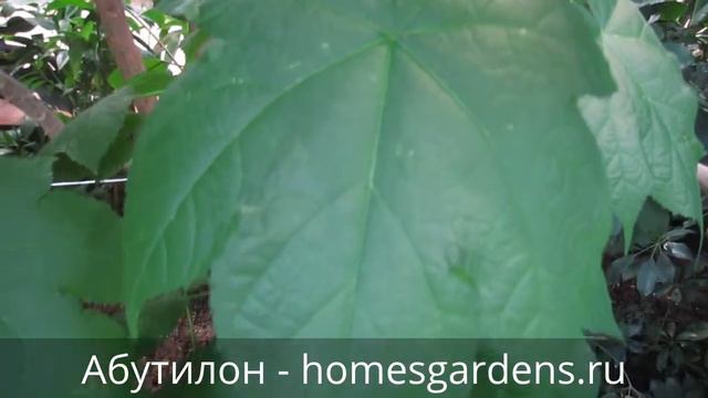 Прекрасный абутилон смотреть онлайн