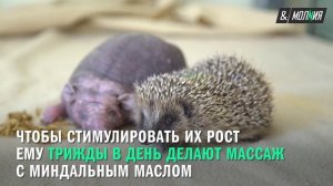 Лысый ёжик.mp4