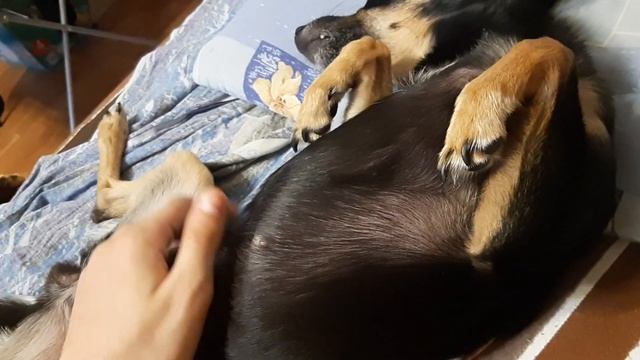 Мёртвая Псина смотреть онлайн