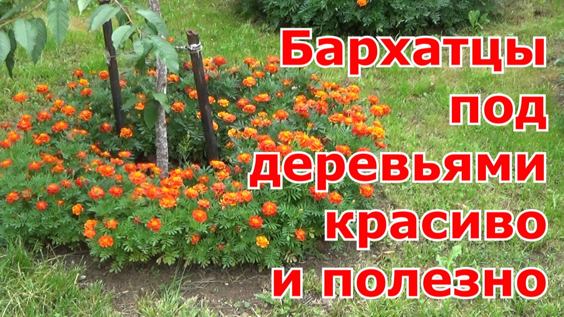 Посев бархатцев в приствольные круги деревьев. Бархатцы в огороде - красиво и полезно.