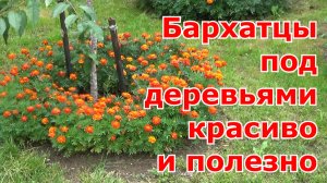 Посев бархатцев в приствольные круги деревьев. Бархатцы в огороде - красиво и полезно.