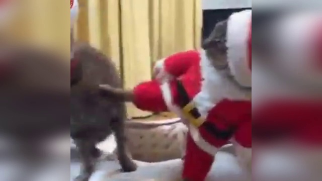 Прикольные истории с кошками