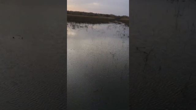 Облов карповых прудов . Спуск пруда