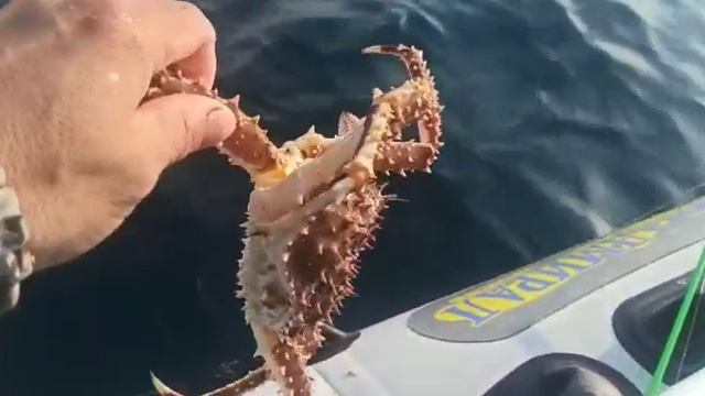 Владивостокские рыбаки страдают от нашествия крабов. Видео: Улов 25