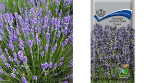 Розы и Многолетники в Цветнике. Самые красивые сочетания роз с многолетними цветами в саду.