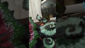 обзор декоративно-лиственных бегоний. Самые классные и красивые сорта.