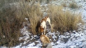 Охота с борзым село Бозай