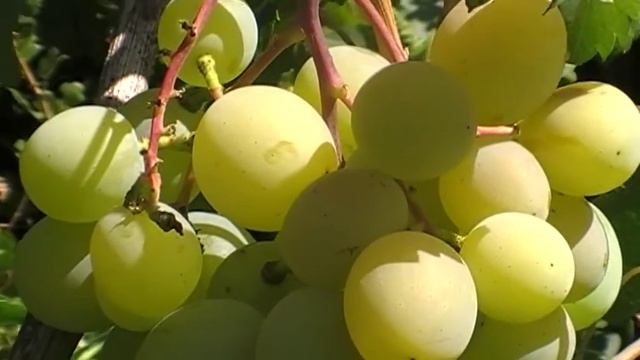 сорт винограда Талисман