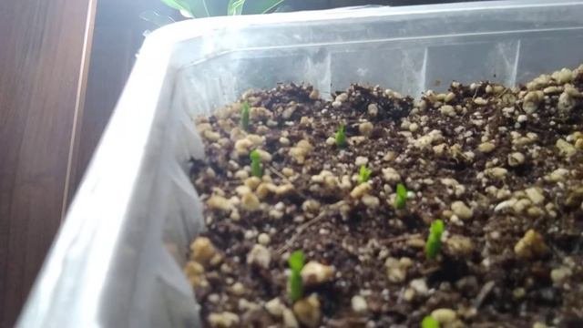 😱 🌱 сеем засушенные семена адениума ( продолжение)