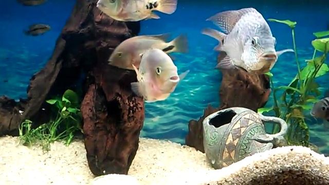 Texas cichlid Діамантова цихлазома  Perlcichlide Бриллиантовая цихлазома  Cichlasoma Cyanoguttatum смотреть онлайн