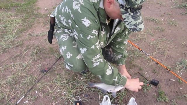 Максимовский лещ! Село Максимовка.Ишим. 17 июня 2022 смотреть онлайн