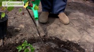 Йошта Посадка и уход за йоштой
