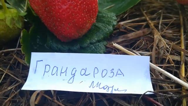 Грандароза - садовая крупноплодная земляника июль 2018 года смотреть онлайн
