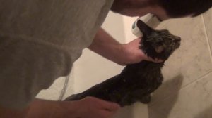 Московский рэпер Миха001 моет кошку - русскою невесту чеченского кота