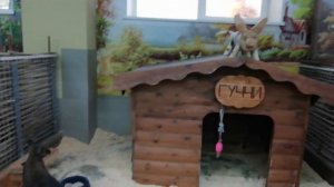 VLOG: Самый Веселый Контактный Зоопарк для детей МНОГО животных / ЗООЛАНДИЯ