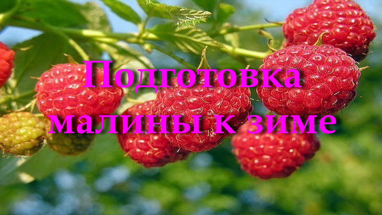Подготовка малины к зиме