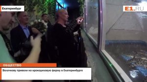 Волочкову привели на крокодиловую ферму в Екатеринбурге
