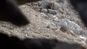 Шикори кабк 2023. Охота на кеклик.