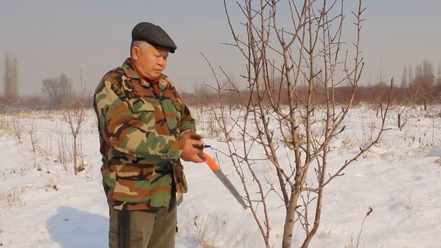 Обрезка плодовых деревьев