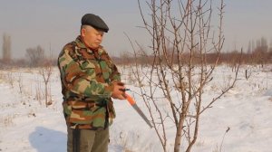 Обрезка плодовых деревьев